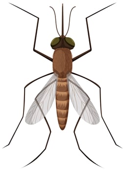 Mosquito on white background vector