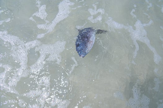 Dead fish in the water at the beach photo