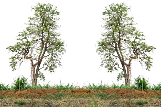 Green nature tree isolated on white background photo