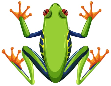 Red eyed tree frog isolated on white background vector