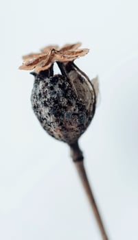 black and brown flower photo