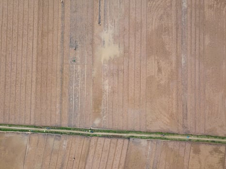 Rice fields in Ninh Binh from above photo