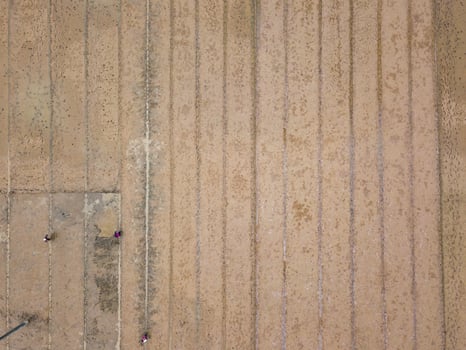 Rice field from above photo