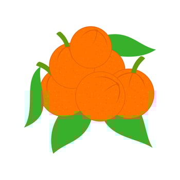 Whole Oranges Set vector