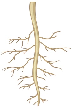 Close up of plant roots isolated on white background vector