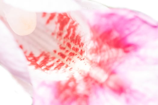 Pink flower macro photo