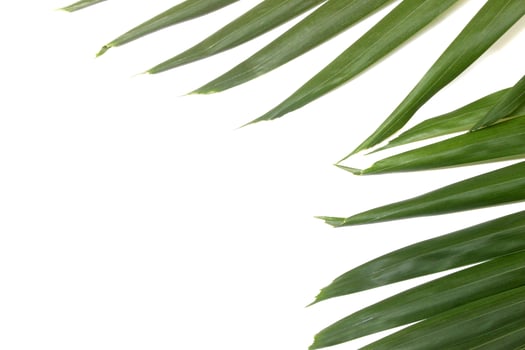 Green palm leaf isolated on white background photo
