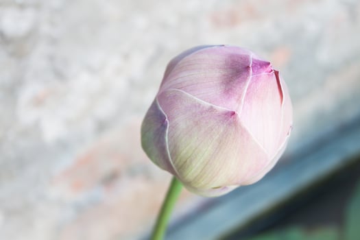 Close-up pink of a waterlily bud photo