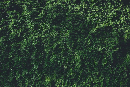 Green leaves covering a wall photo