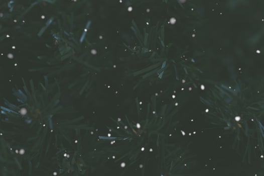 Dark pine tree background with snow photo