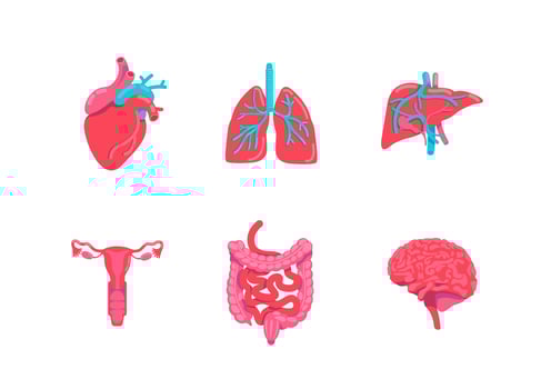 Human body anatomy objects set vector