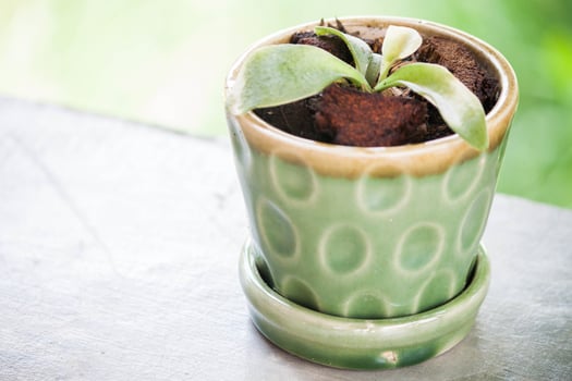 Green plant in a ceramic plant pot photo