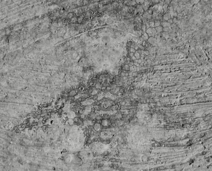 Concrete wall texture photo