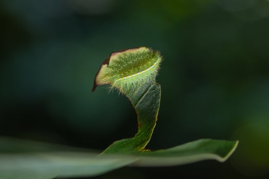 Caterpillar on a leaf photo