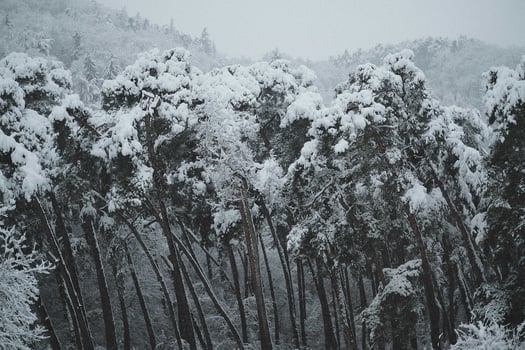 Trees covered with snow in stormy weather photo