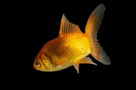 Carp Golden fish on black background photo