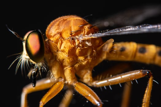 Robber fly, macro photo