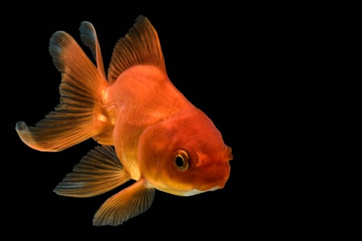 Goldfish on black background photo