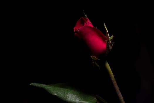 A single red rose is shown in the dark photo