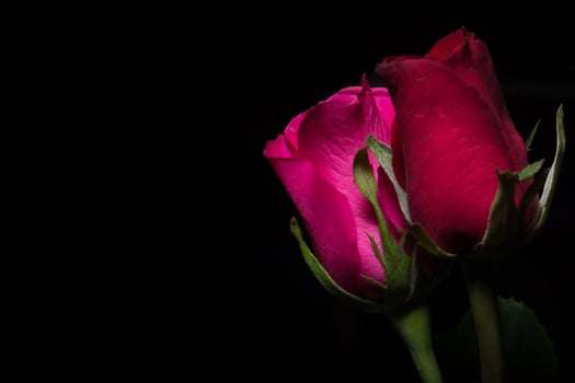 Two red roses against a black background photo