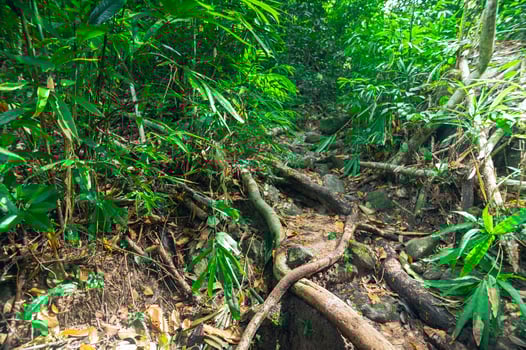 A stream in the jungle with lots of trees photo