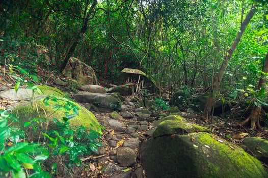 A trail in the jungle with rocks and trees photo
