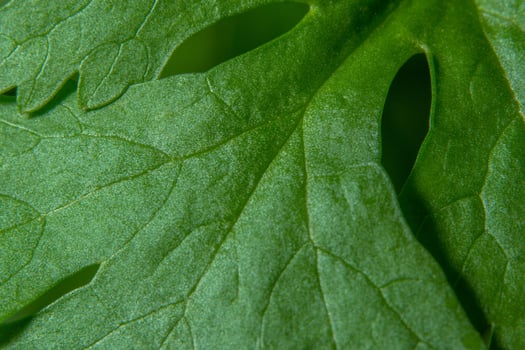 Green leaf background, close-up photo