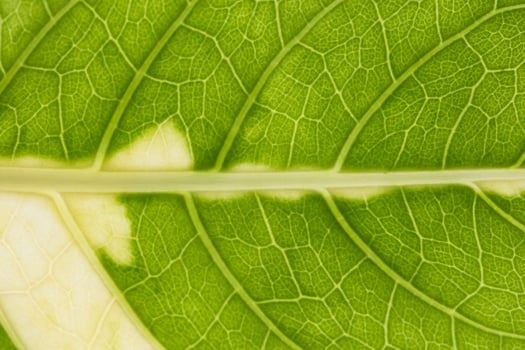 Green Leaf background photo