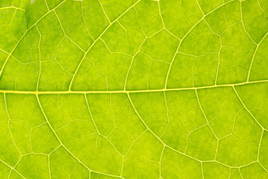 Green leaf background, close-up photo