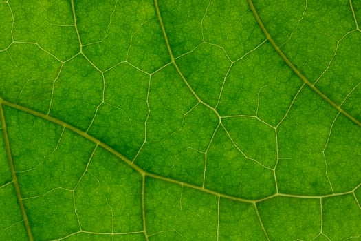 A close up of a green leaf photo