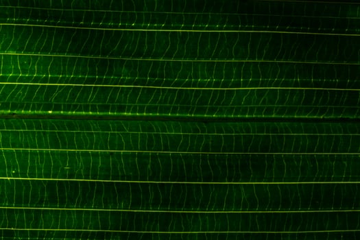 Green leaf background photo