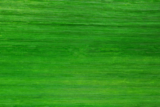 Green leaf background photo