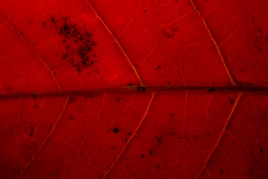 Red leaf background photo