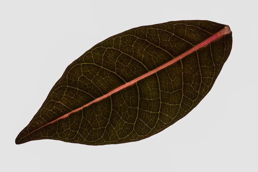 Leaf on white background photo
