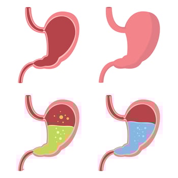 Stomach vector design illustration isolated on white background