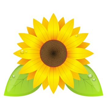 Sunflower vector design illustration isolated on white background