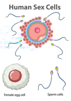 Diagram showing human sex cells on white background vector