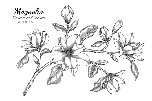Hand drawn magnolia flower and leaves vector