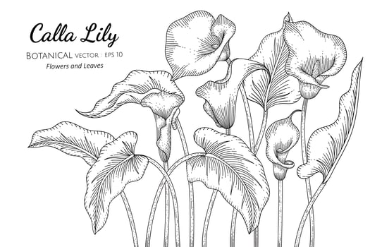 Calla Lily flower and leaf hand drawn, botanical line art vector