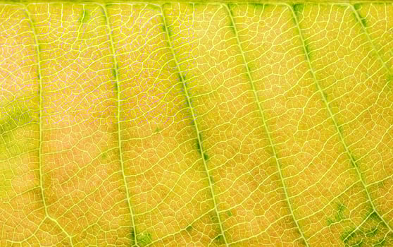 Pattern of a green leaf photo