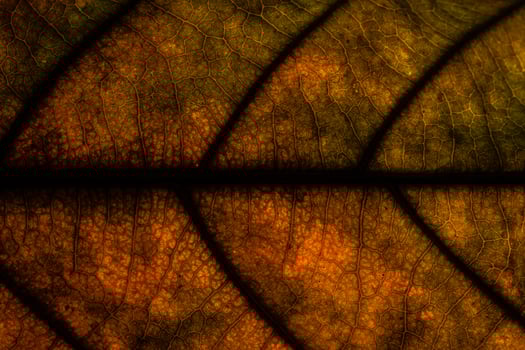 Background texture of a leaf photo