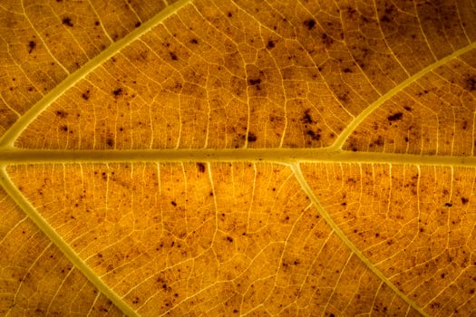 Yellow leaf close-up photo