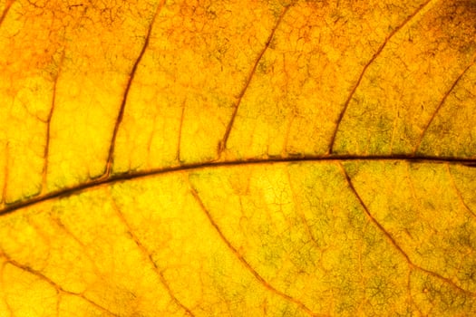 Yellow leaf close-up photo