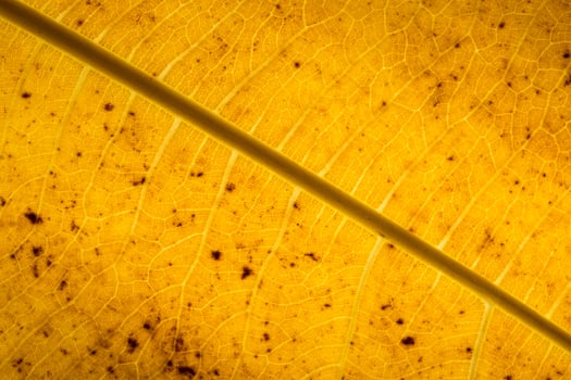 Yellow leaf pattern photo