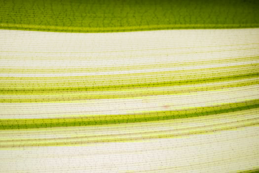 Green and white leaf pattern photo