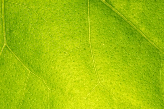 Pattern of a green leaf photo
