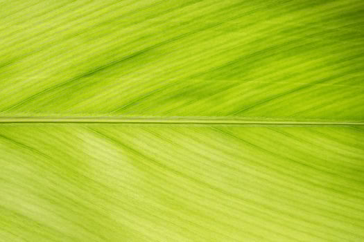 Pattern of a green leaf photo