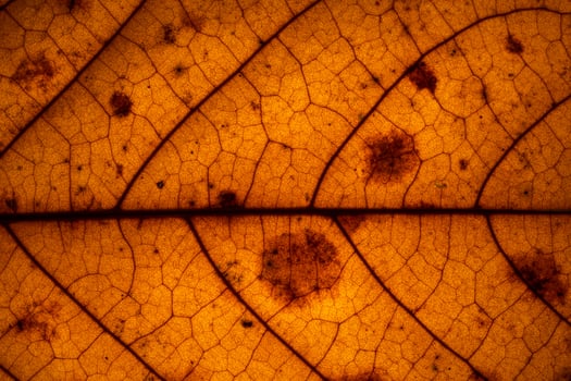Brown leaf close-up photo