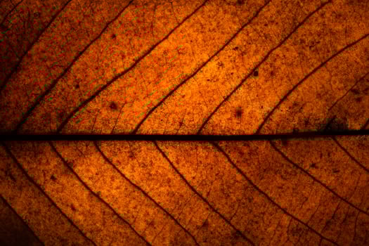 Brown leaf close-up photo
