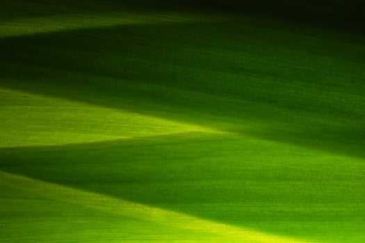 Green leaf pattern photo